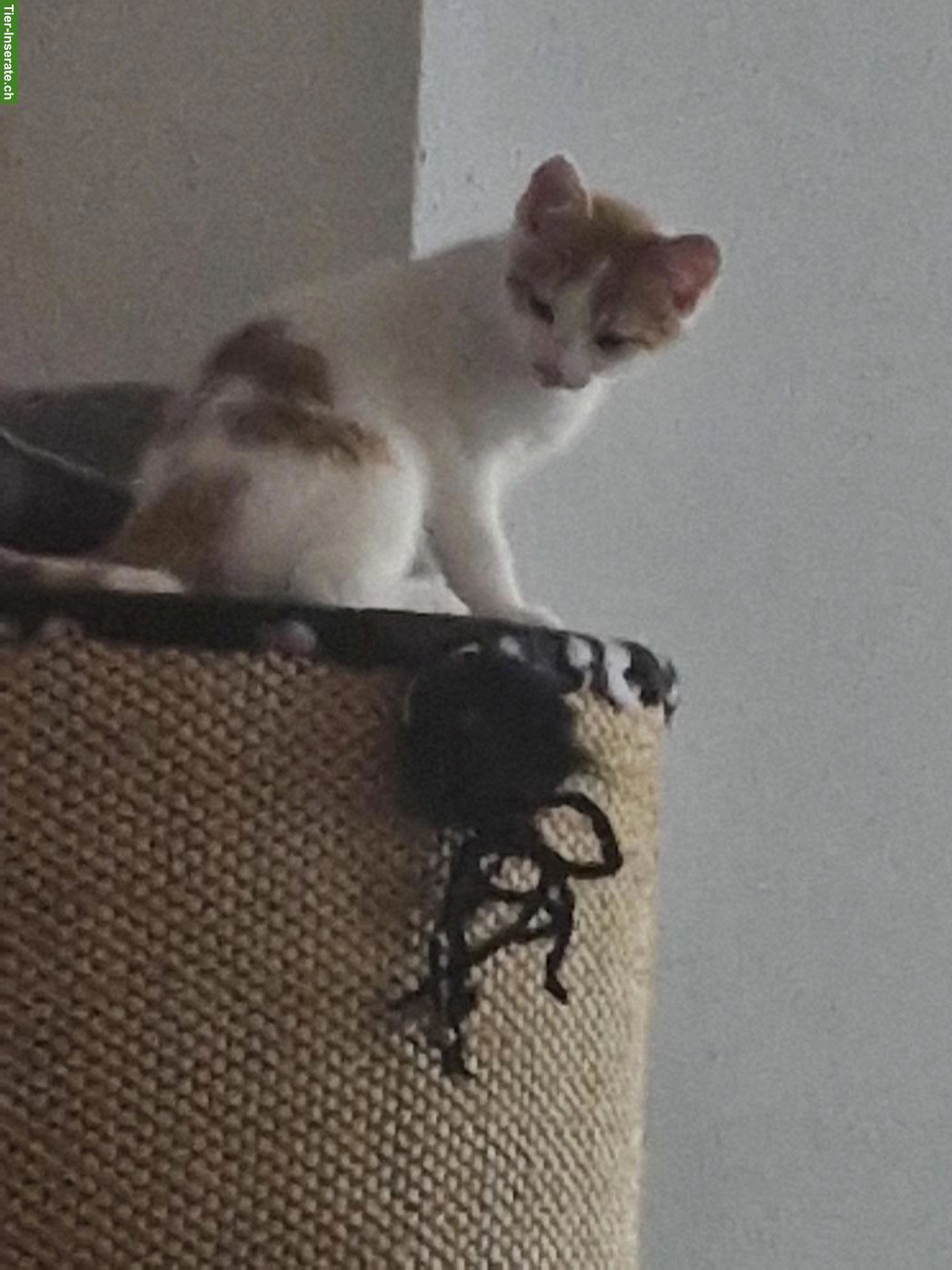 Bild 5: Junge Katze 12 Wochen alt, sehr anhänglich & stubenrein
