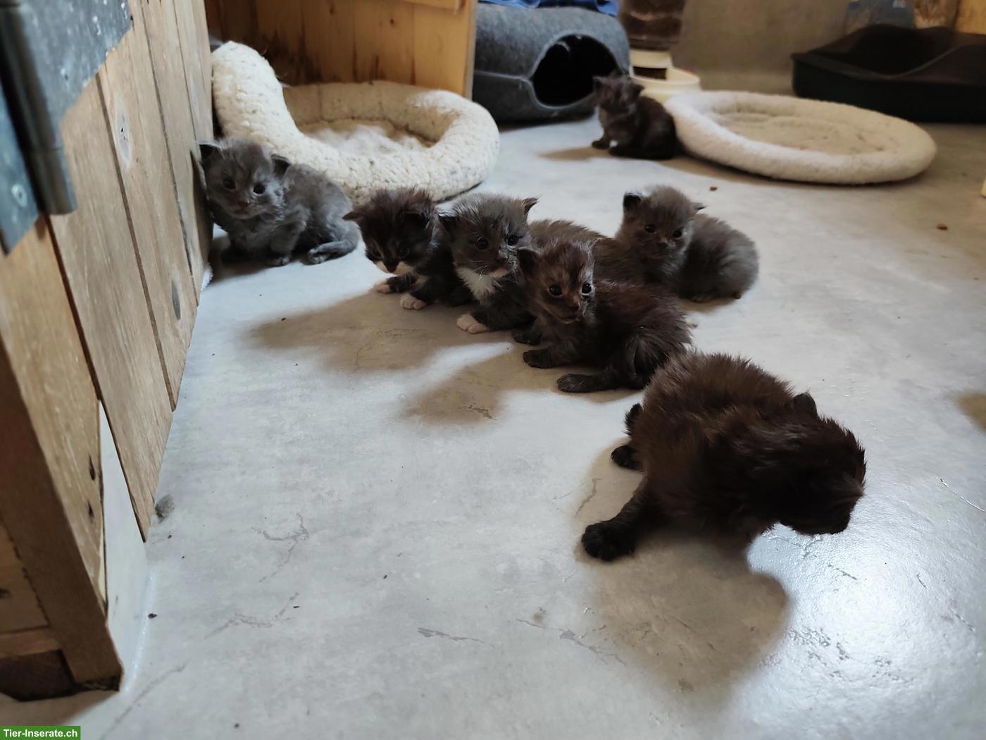 Bild 2: Maine Coon Mix Kitten, halblanghaar