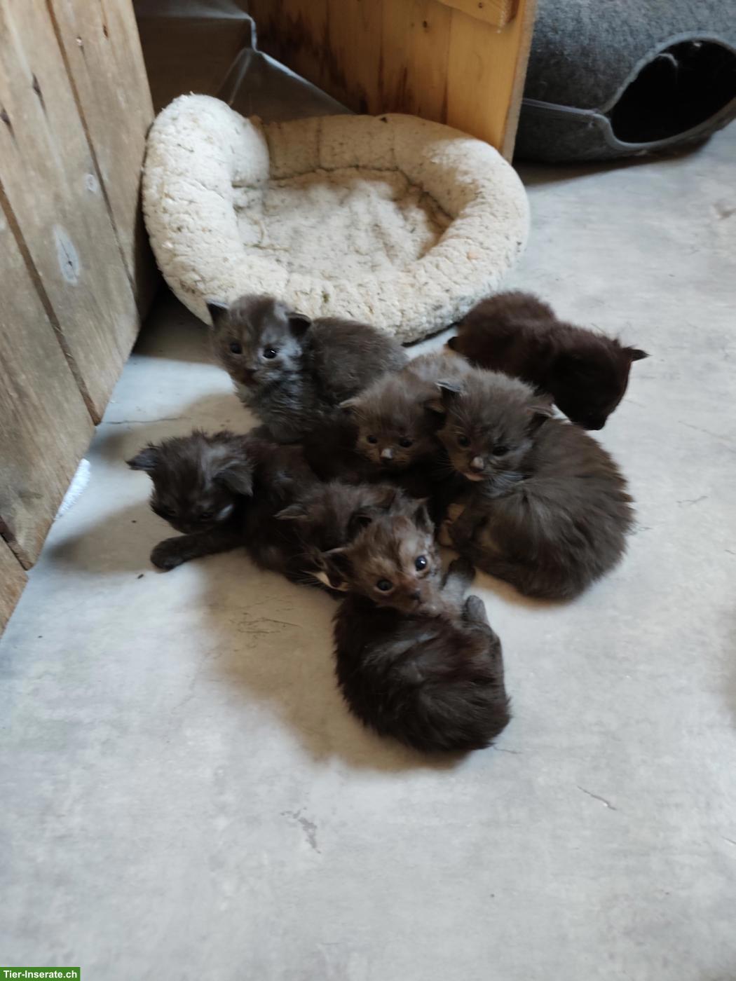 Bild 4: Maine Coon Mix Kitten, halblanghaar