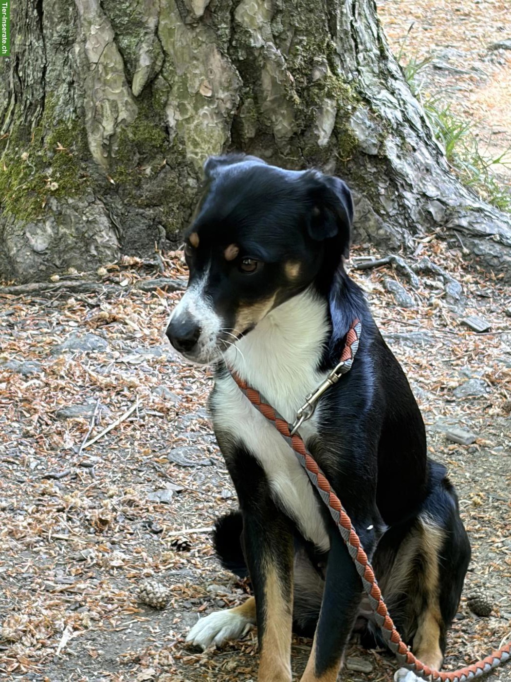 Bild 3: Appenzeller x Border Collie Mischlingshündin