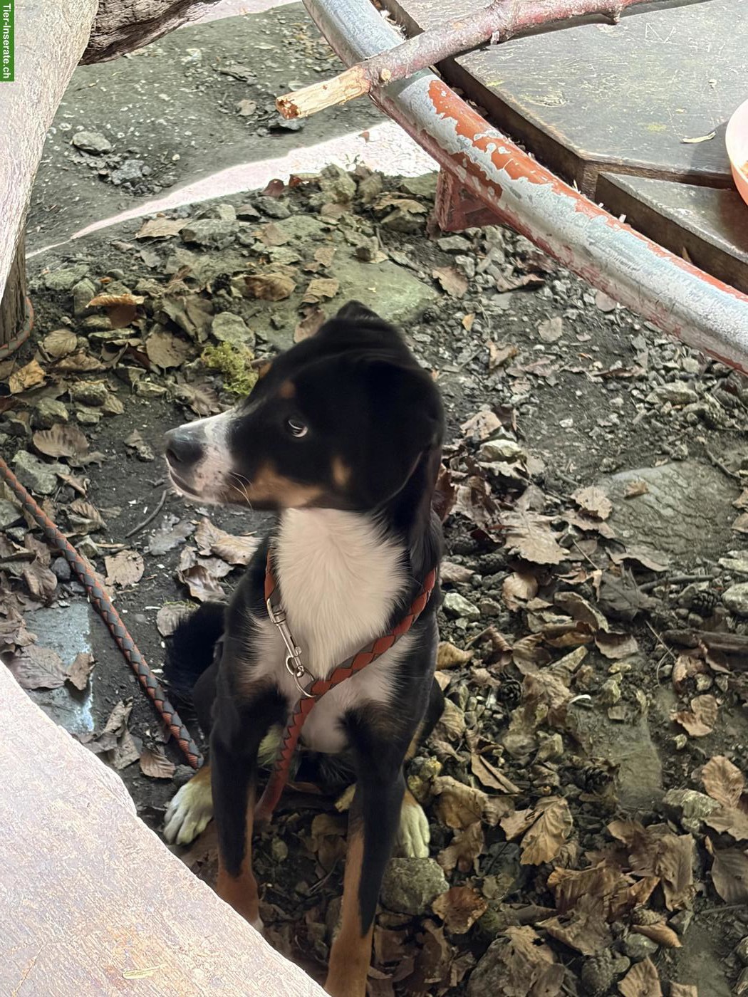 Bild 4: Appenzeller x Border Collie Mischlingshündin