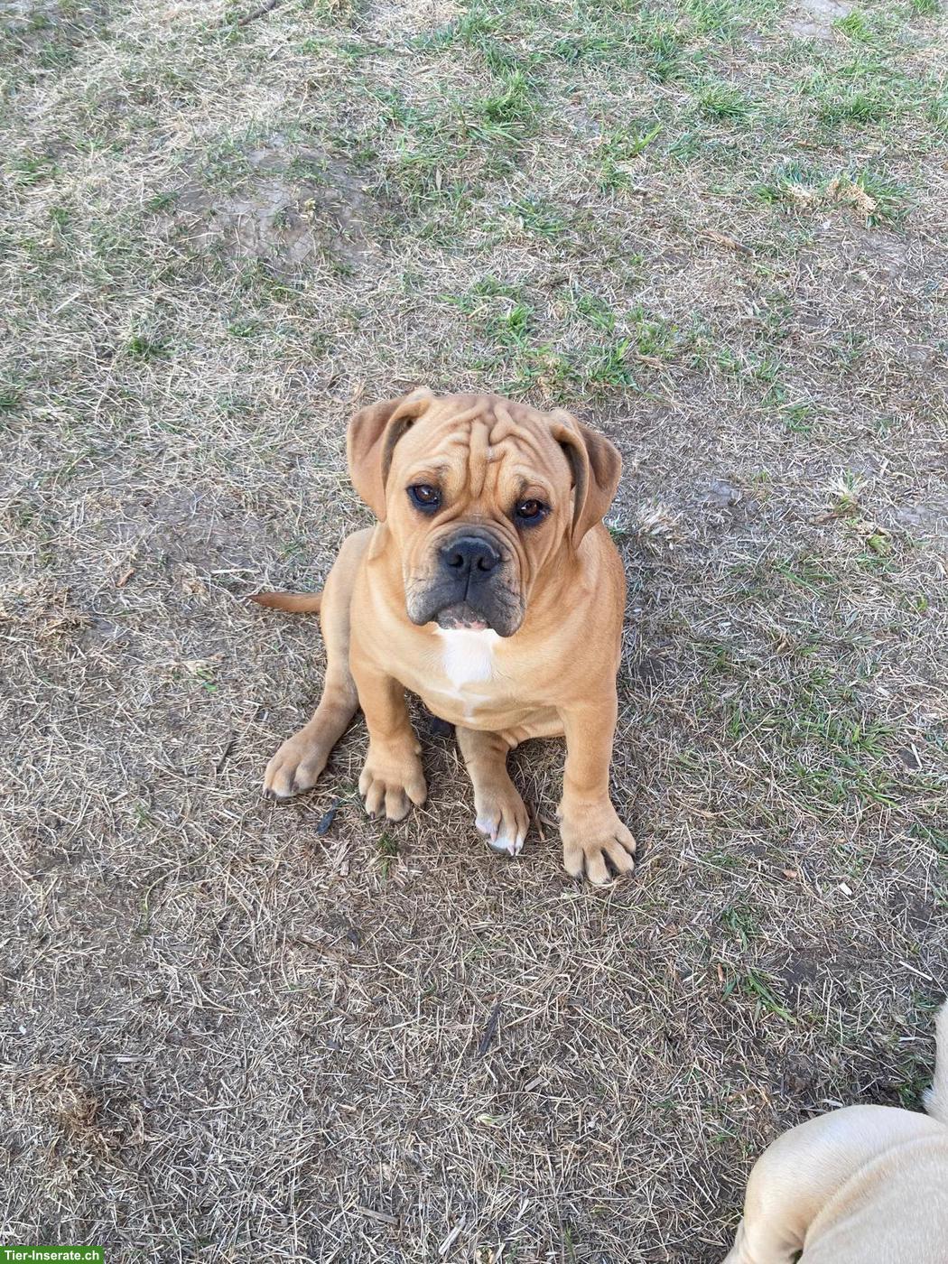 Bild 3: Old English Bulldog, Rüden suchen ein Zuhause