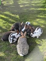 Junge Kaninchen zu verkaufen
