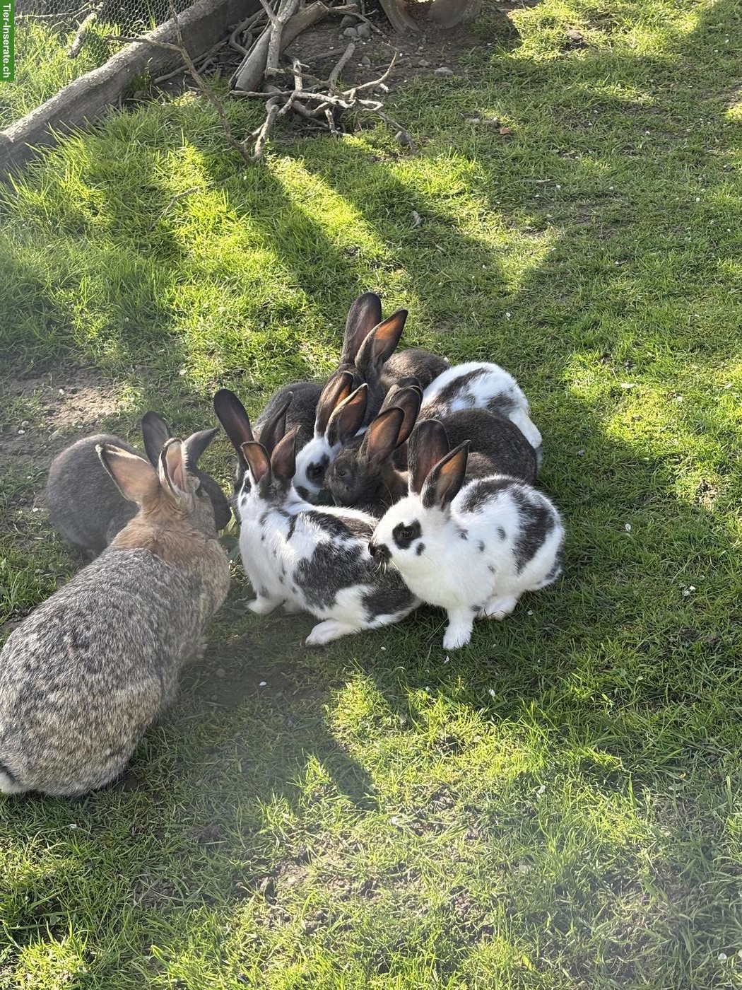 Bild 2: Junge Kaninchen zu verkaufen