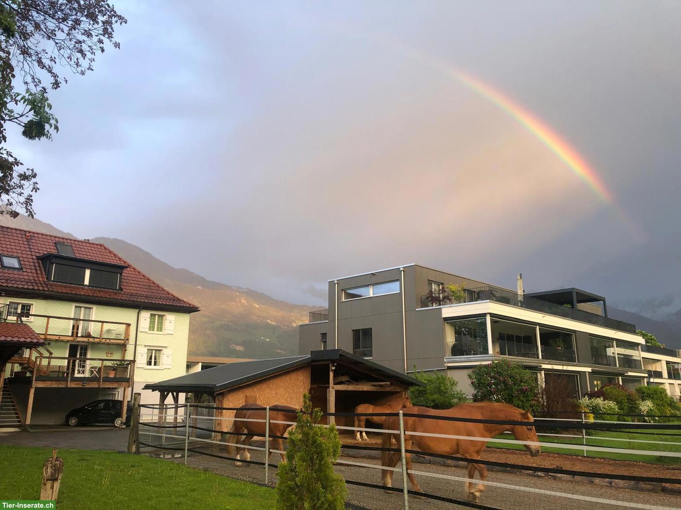 Bild 9: Tierfreundliche Wohnung im Bauernhaus-Anbau mit Balkon & Weitblick
