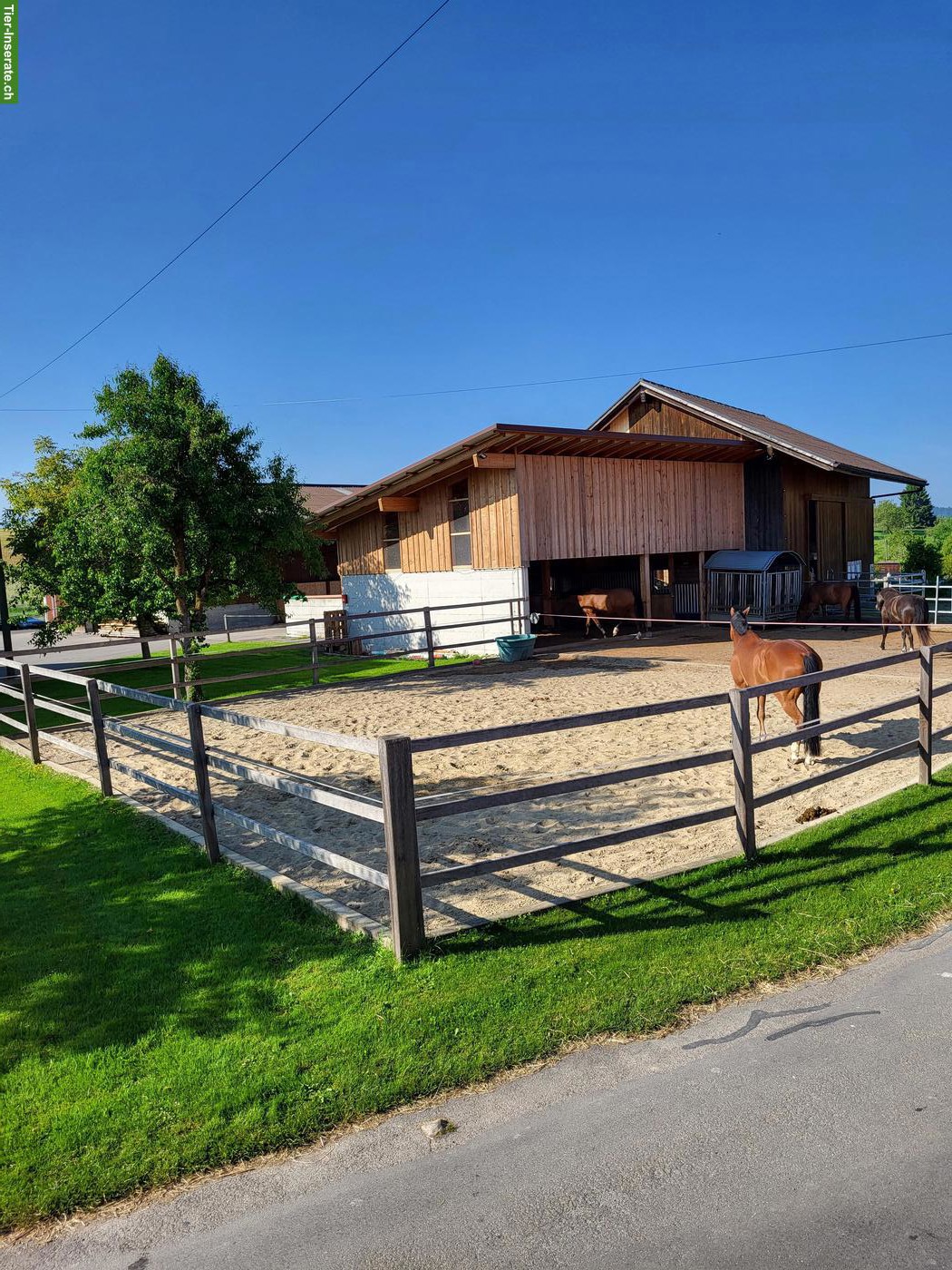 Bild 3: Offenstallplatz frei in Wünnewil (FR)