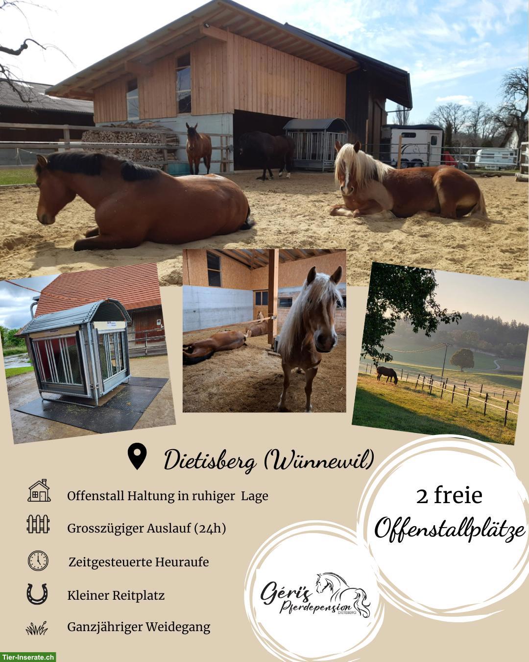 Bild 4: Offenstallplatz frei in Wünnewil (FR)