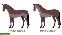 Suche Pony-Schärer/in 🐴✂️