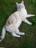 Wunderschöner BKH x Ragdoll Mix Deckkater mit blauen Augen