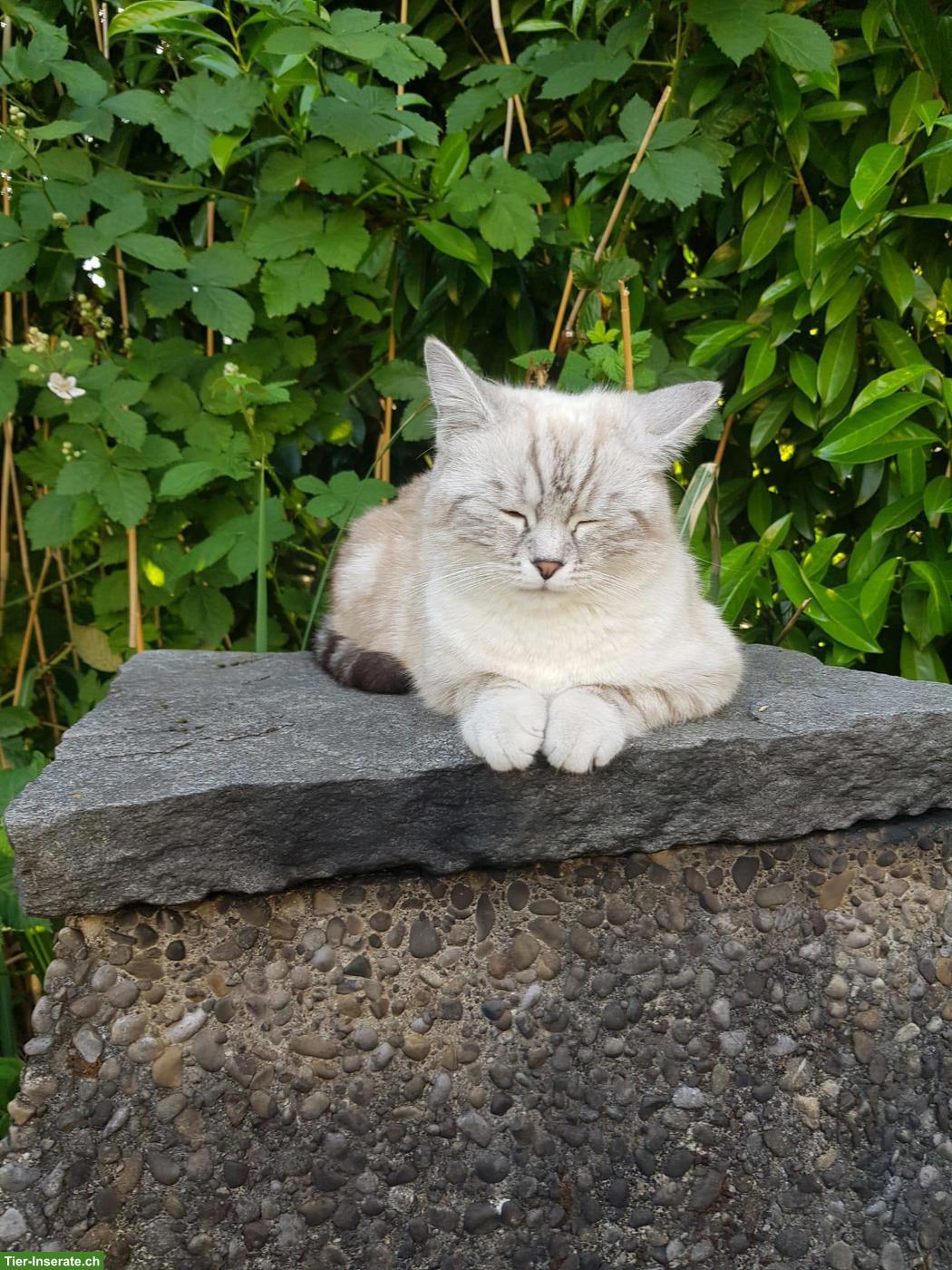 Bild 2: Wunderschöner BKH x Ragdoll Mix Deckkater mit blauen Augen