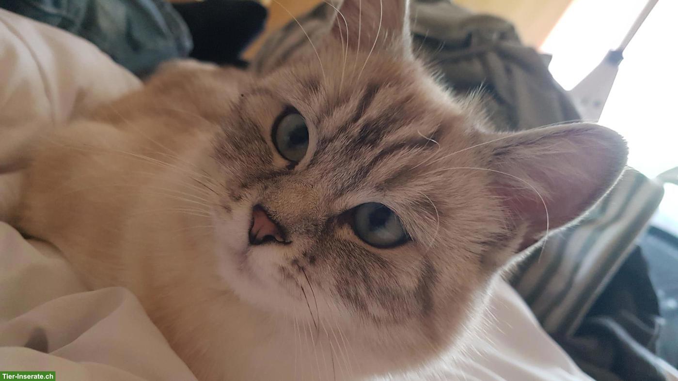 Bild 3: Wunderschöner BKH x Ragdoll Mix Deckkater mit blauen Augen