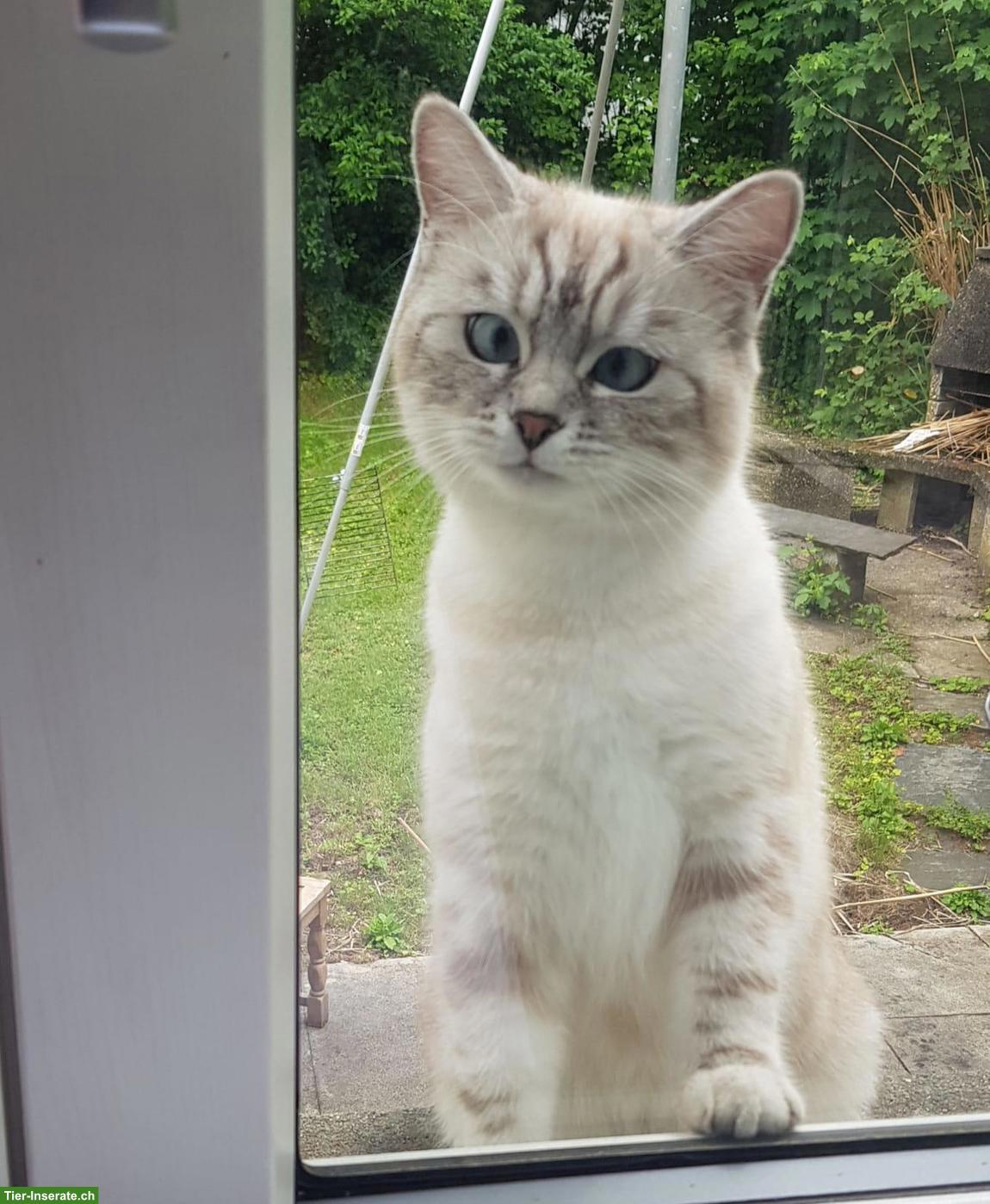 Bild 4: Wunderschöner BKH x Ragdoll Mix Deckkater mit blauen Augen