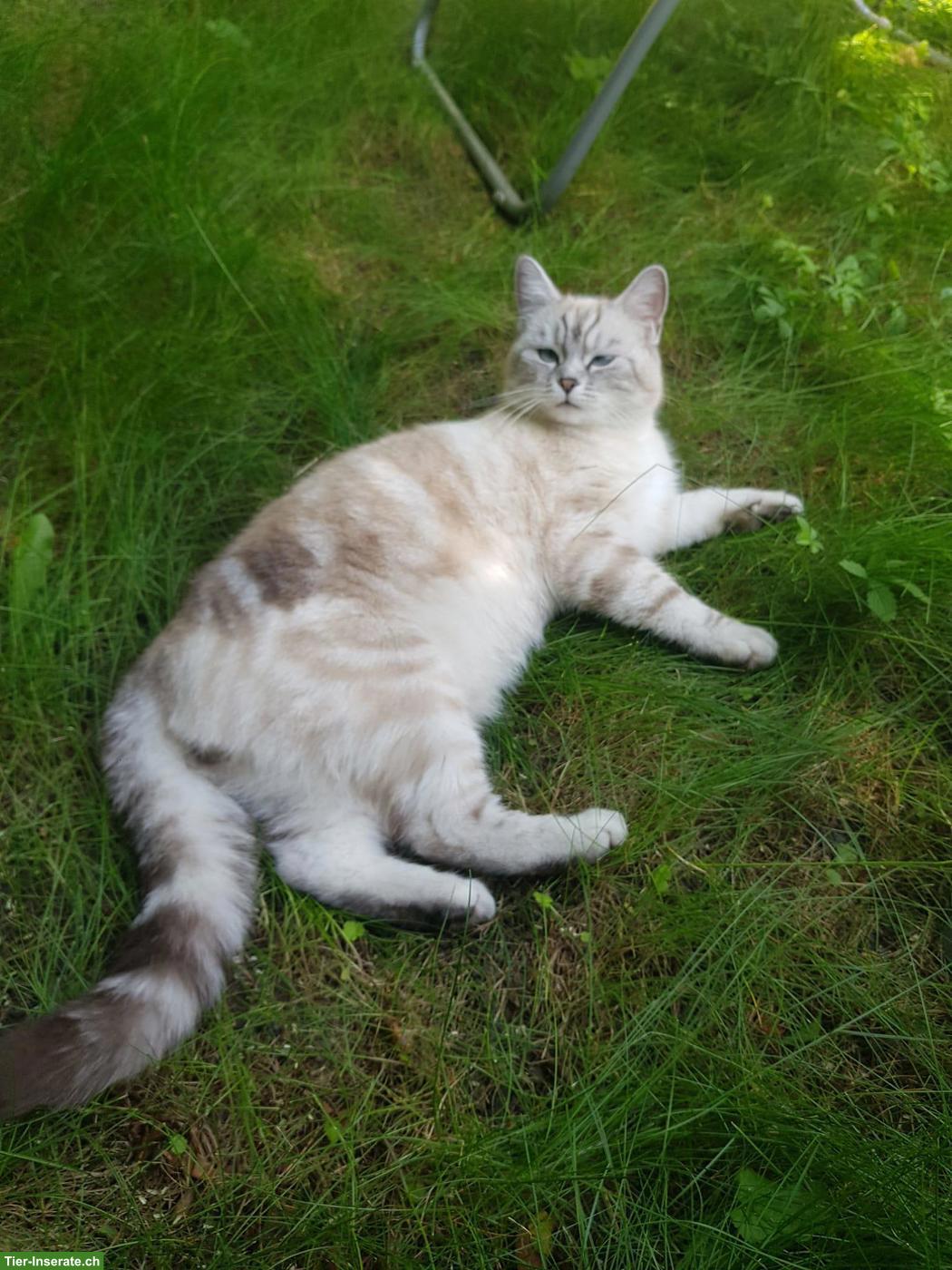Bild 5: Wunderschöner BKH x Ragdoll Mix Deckkater mit blauen Augen
