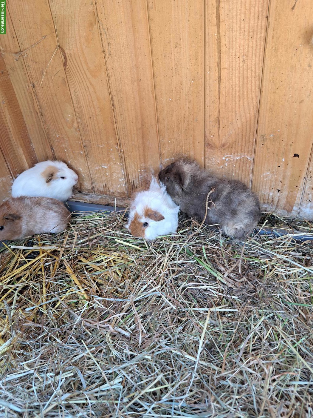 Bild 2: Junge Meerschweinchen, männlich