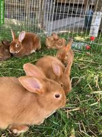 Junge Kaninchen zu verkaufen