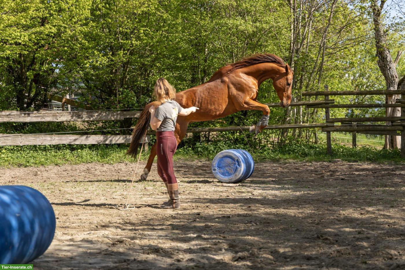 Bild 5: Reitunterricht: Horsemanship Lektionen