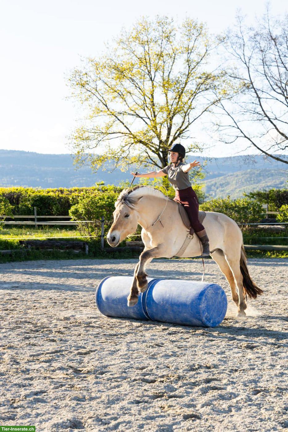 Bild 6: Reitunterricht: Horsemanship Lektionen