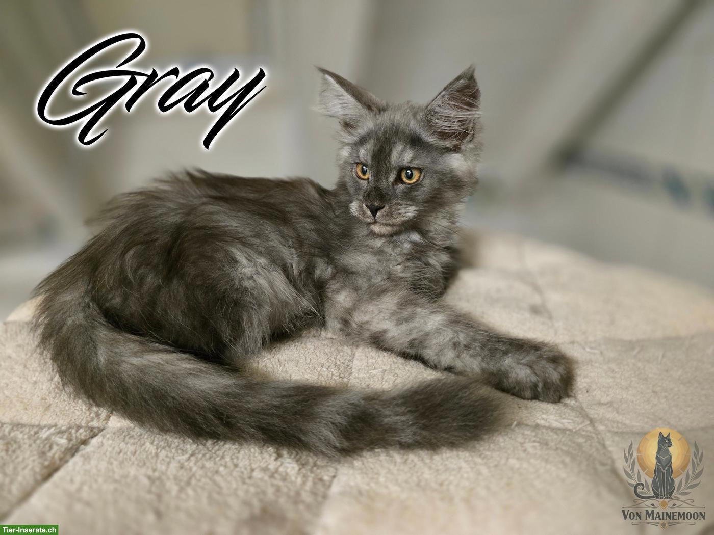 Kräftige Maine Coon Kitten mit Stammbaum suchen liebevolles Zuhause