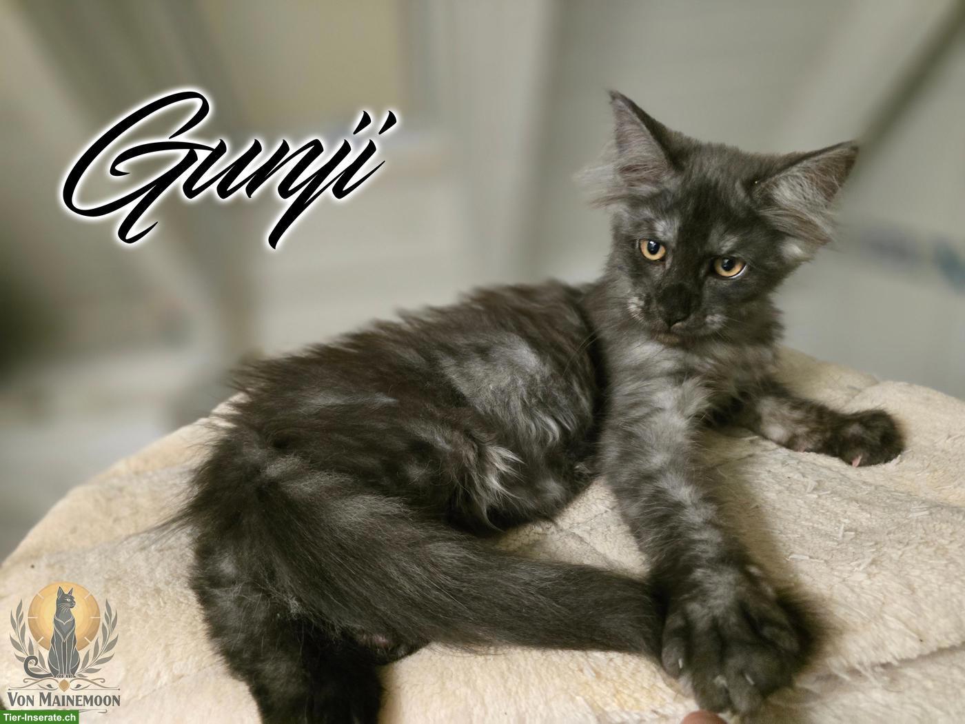 Bild 2: Kräftige Maine Coon Kitten mit Stammbaum suchen liebevolles Zuhause