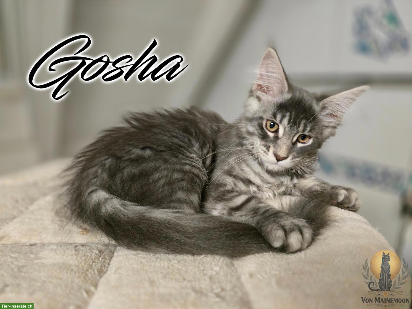 Bild 3: Kräftige Maine Coon Kitten mit Stammbaum suchen liebevolles Zuhause