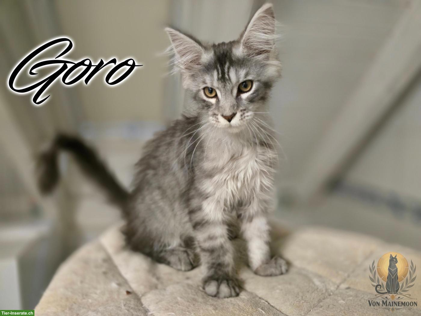 Bild 4: Kräftige Maine Coon Kitten mit Stammbaum suchen liebevolles Zuhause