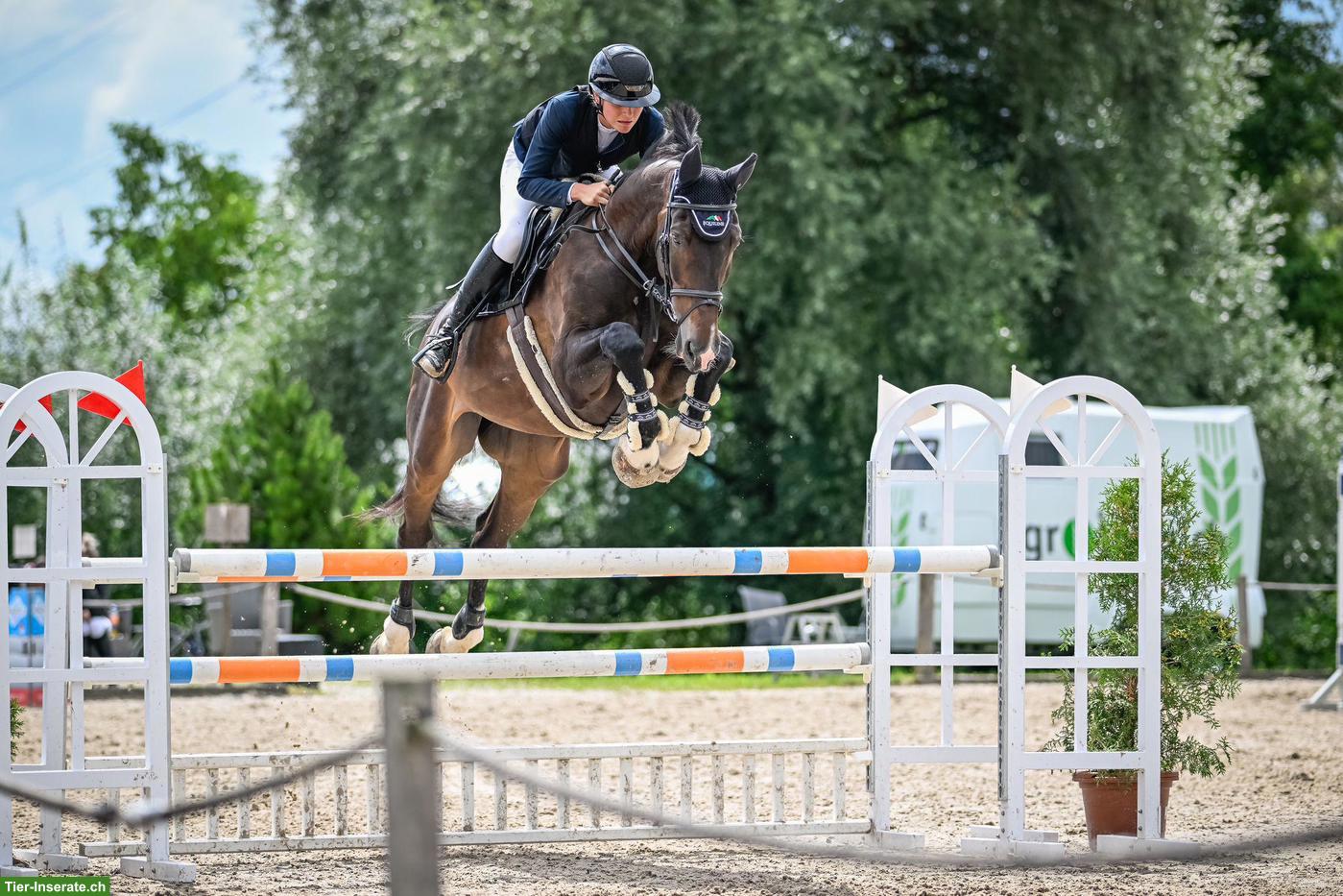 Liebevoller Oldenburger Wallach, 13-jährig, 180cm gross