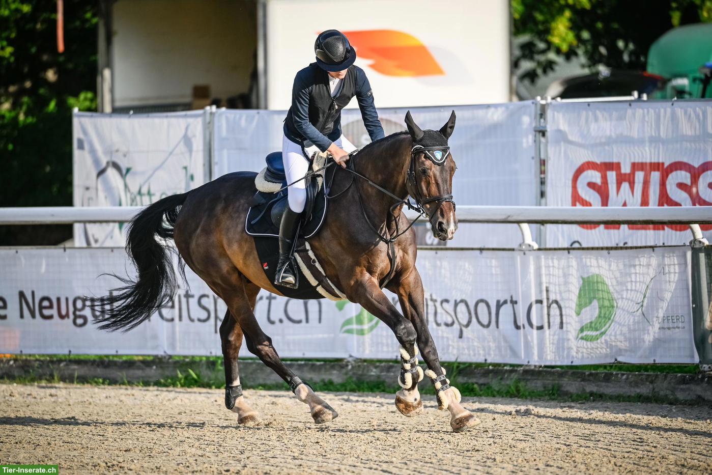 Bild 3: Liebevoller Oldenburger Wallach, 13-jährig, 180cm gross