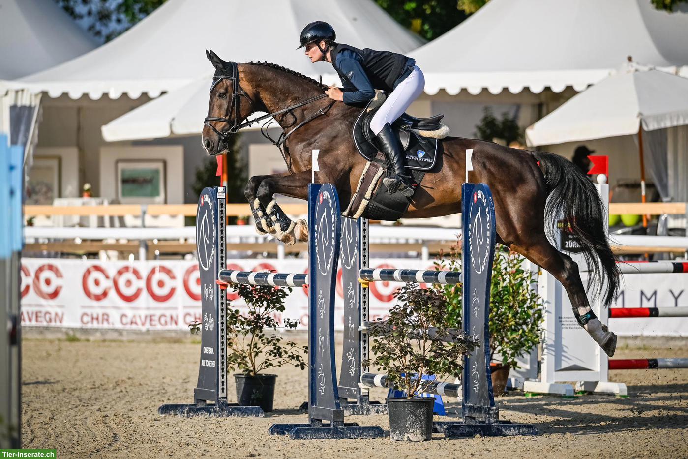 Bild 4: Liebevoller Oldenburger Wallach, 13-jährig, 180cm gross