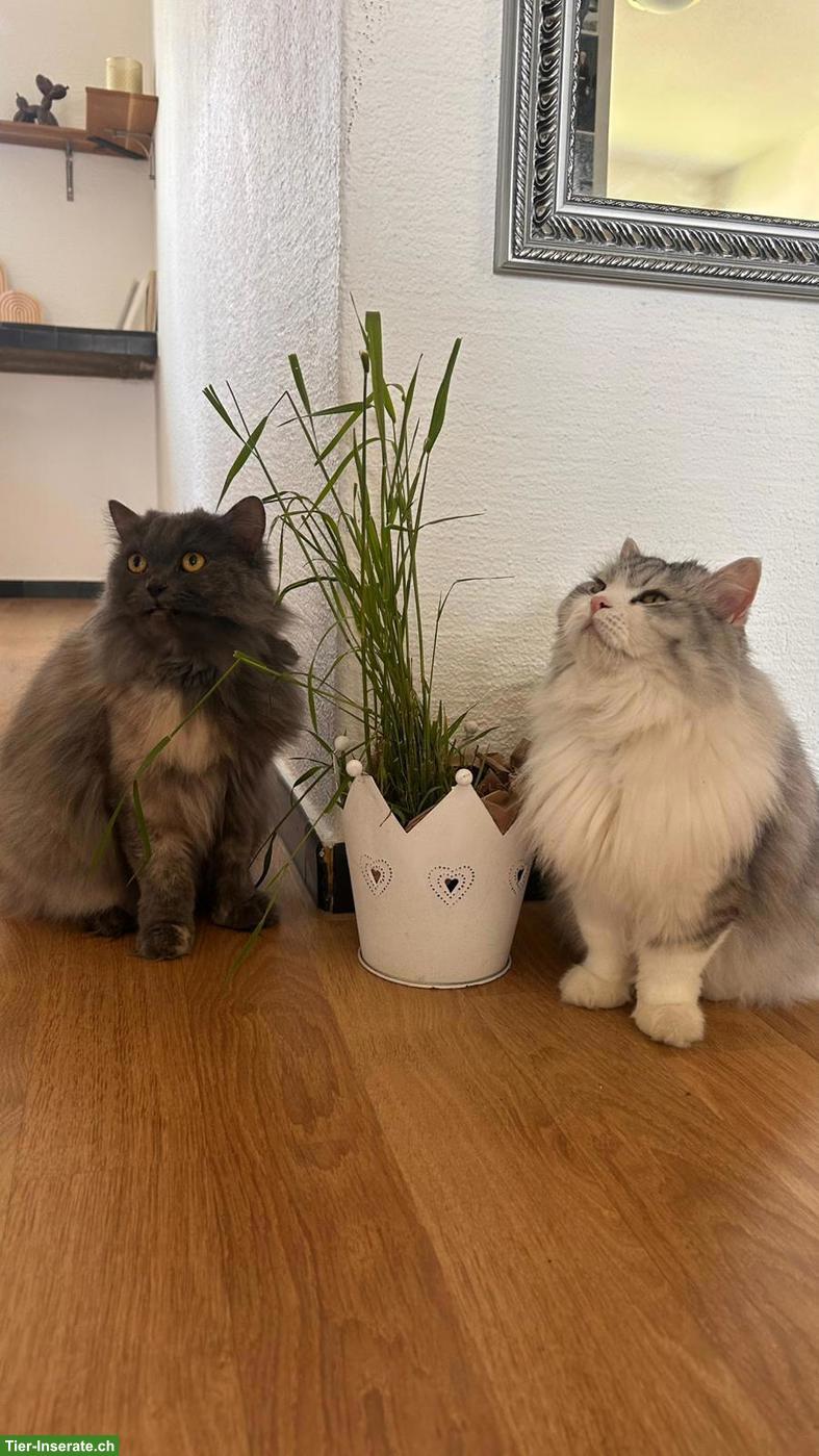 2 Katzen aus Hurghada suchen liebevolles Zuhause