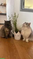 2 Katzen aus Hurghada suchen liebevolles Zuhause