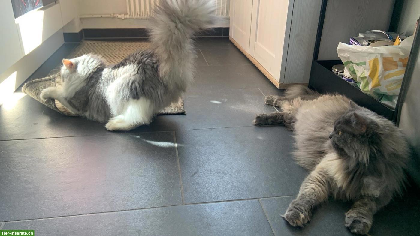 Bild 2: 2 Katzen aus Hurghada suchen liebevolles Zuhause