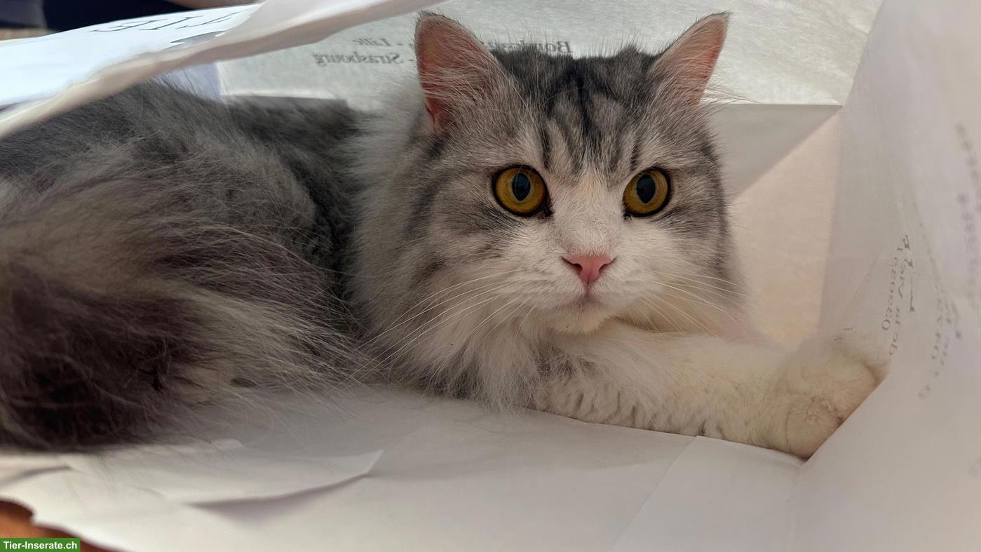 Bild 3: 2 Katzen aus Hurghada suchen liebevolles Zuhause