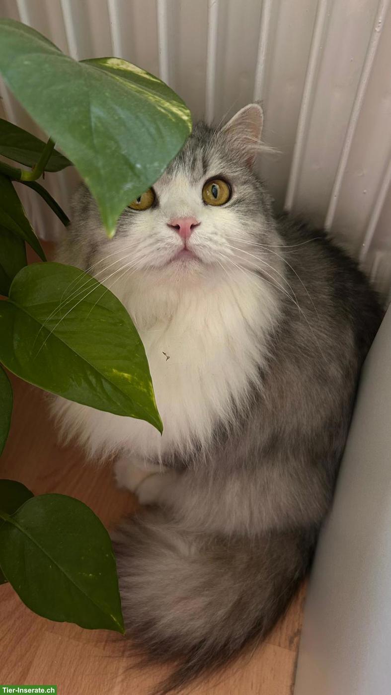 Bild 5: 2 Katzen aus Hurghada suchen liebevolles Zuhause
