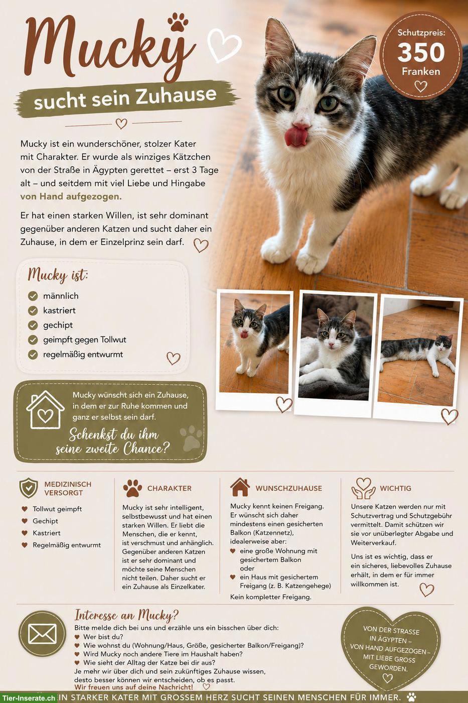 2 verschmuste Katzen suchen zusammen ihren Platz
