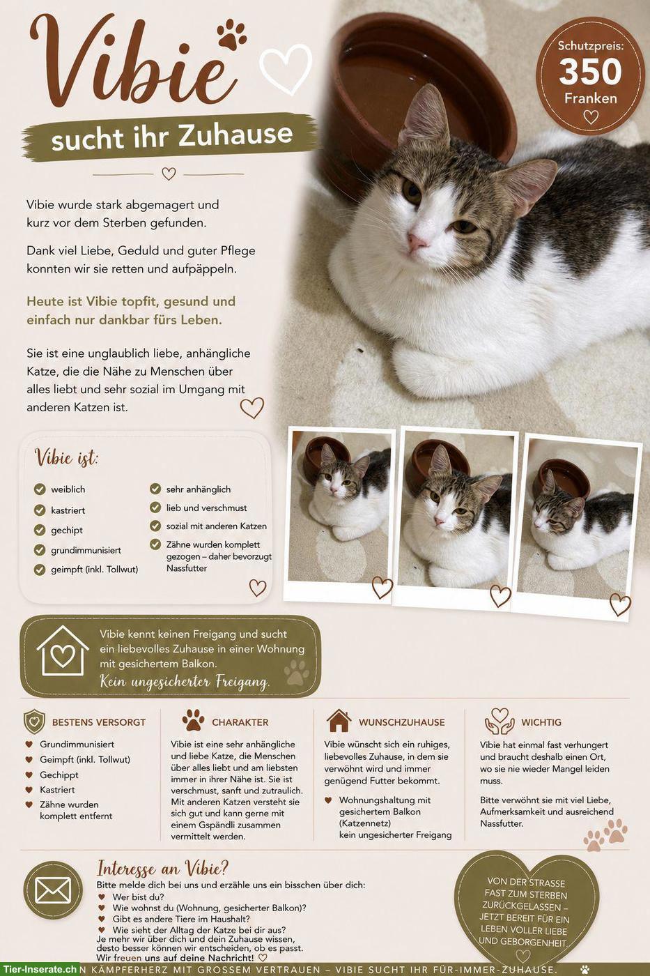 Bild 2: 2 verschmuste Katzen suchen zusammen ihren Platz