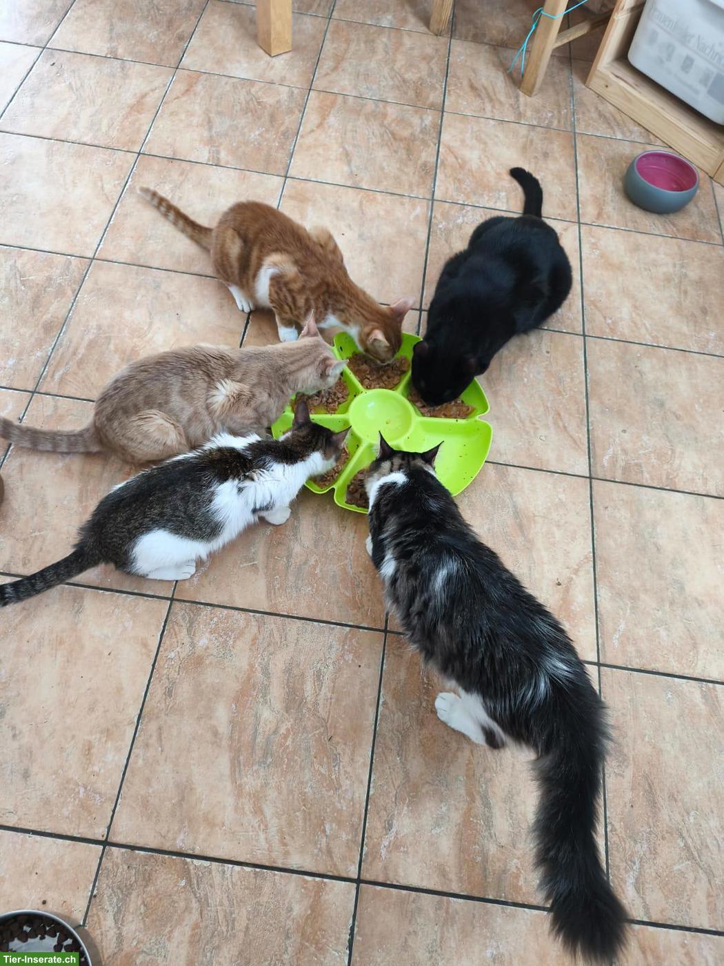 Bild 3: 2 verschmuste Katzen suchen zusammen ihren Platz
