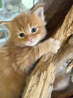 Maine Coon Kitten Boys suchen noch ein Zuhause