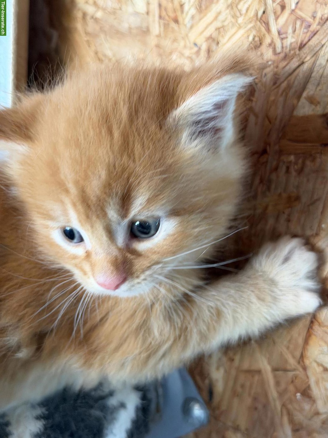 Bild 10: Maine Coon Kitten Boys suchen noch ein Zuhause