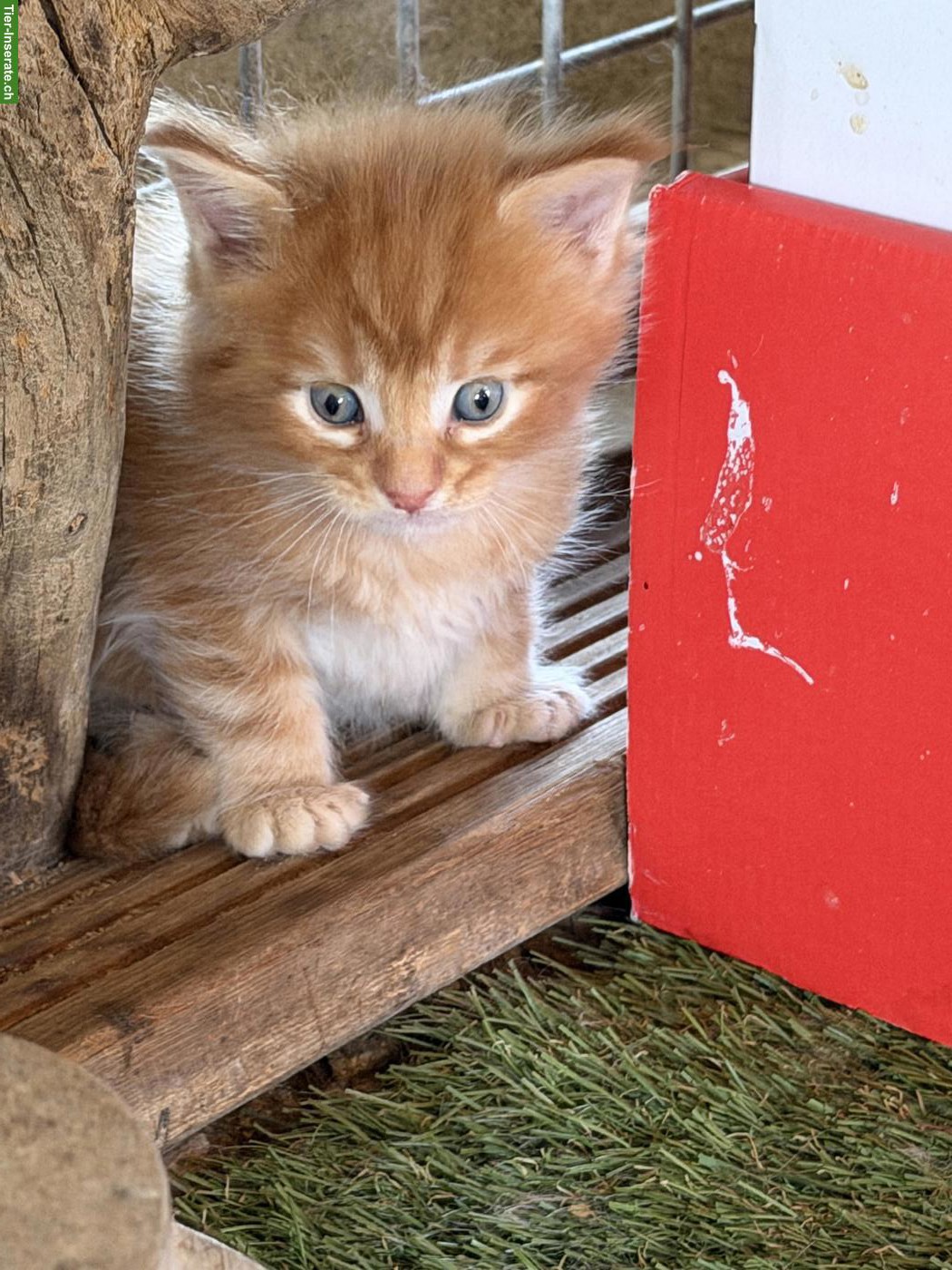 Bild 2: Maine Coon Kitten Boys suchen noch ein Zuhause