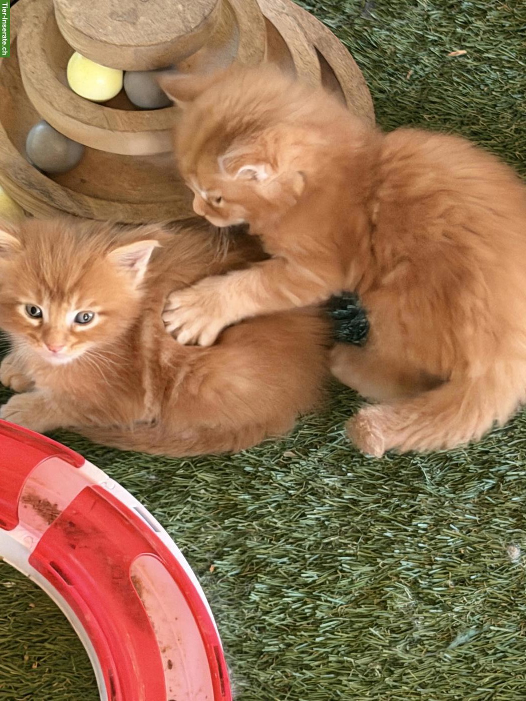 Bild 3: Maine Coon Kitten Boys suchen noch ein Zuhause