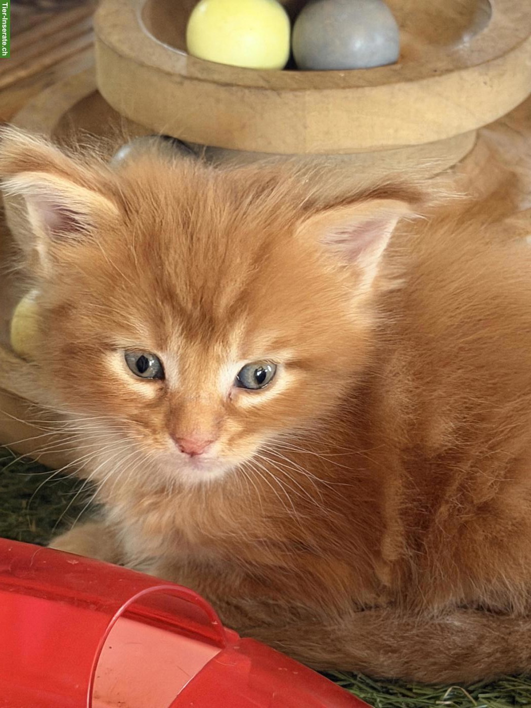 Bild 4: Maine Coon Kitten Boys suchen noch ein Zuhause