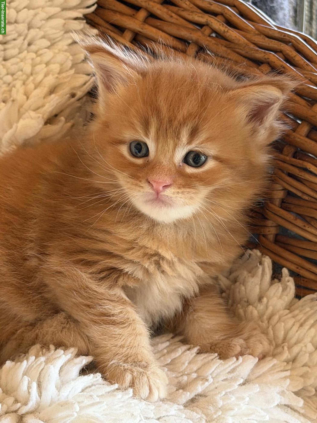 Bild 5: Maine Coon Kitten Boys suchen noch ein Zuhause