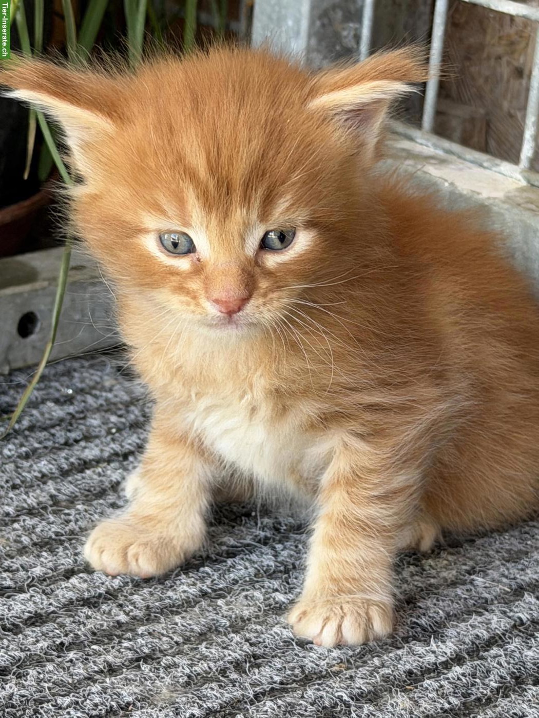 Bild 6: Maine Coon Kitten Boys suchen noch ein Zuhause