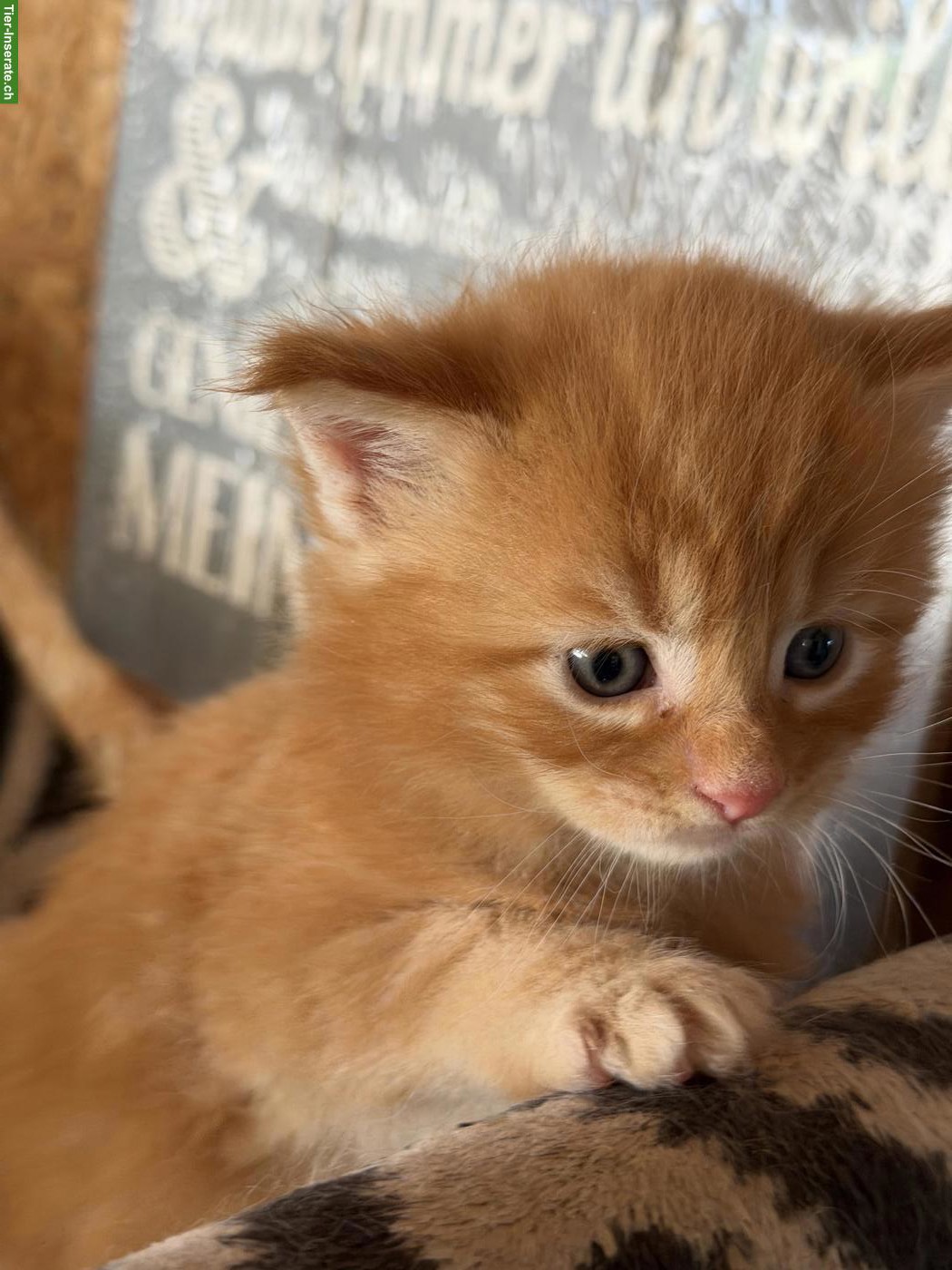 Bild 7: Maine Coon Kitten Boys suchen noch ein Zuhause