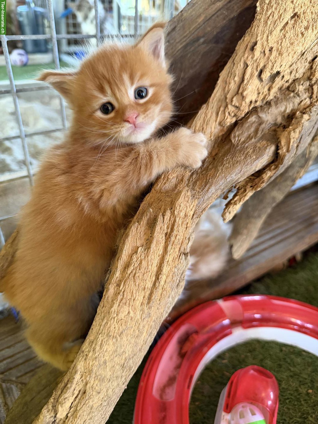 Bild 8: Maine Coon Kitten Boys suchen noch ein Zuhause