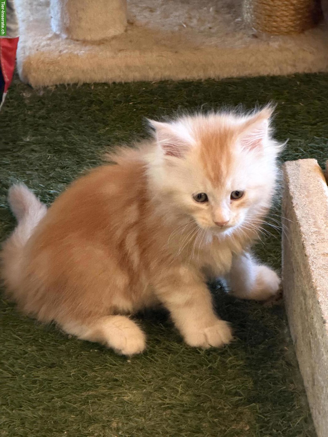 Bild 9: Maine Coon Kitten Boys suchen noch ein Zuhause