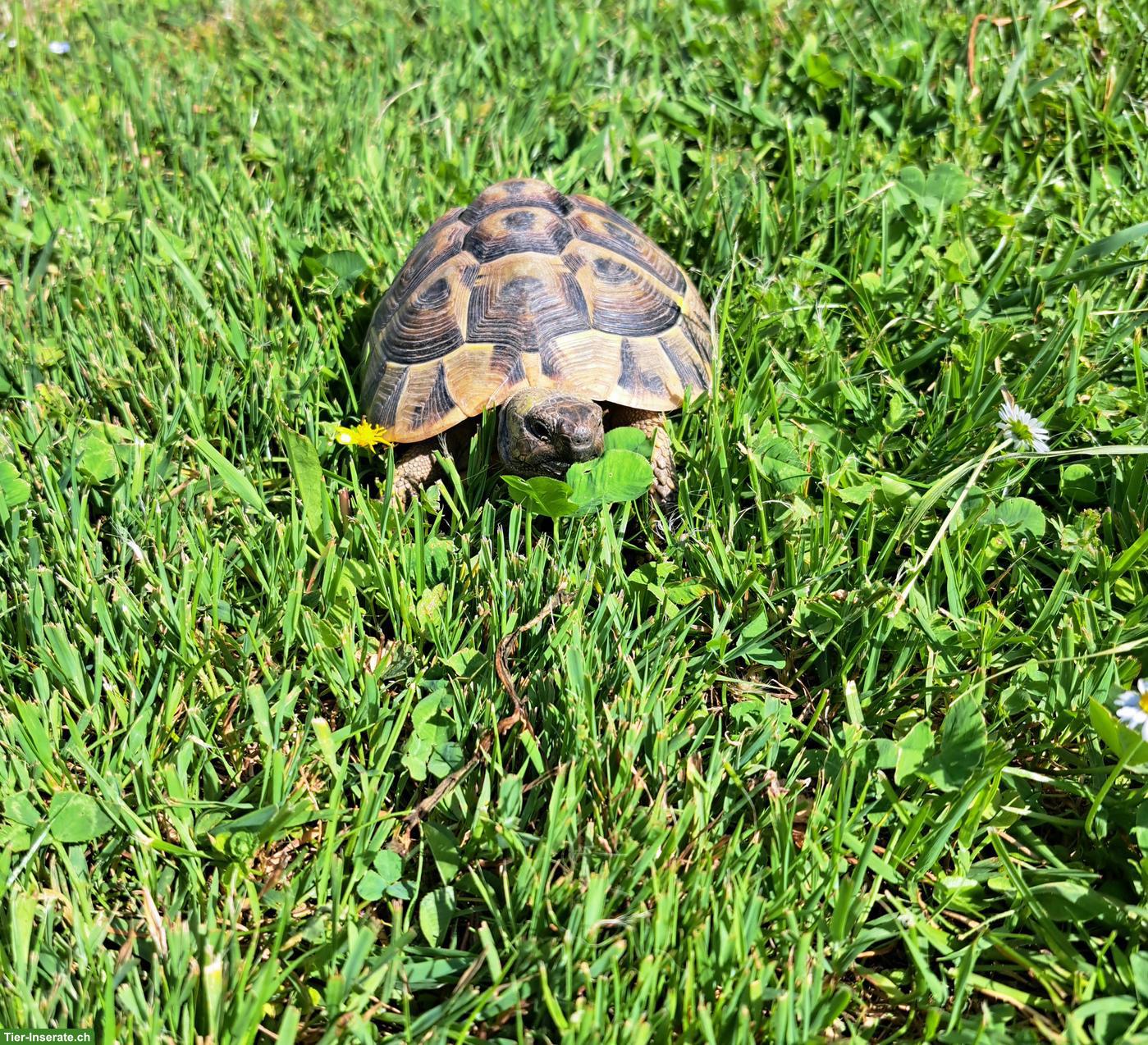 Griechische Landschildkröten Weibchen zu verkaufen 🐢