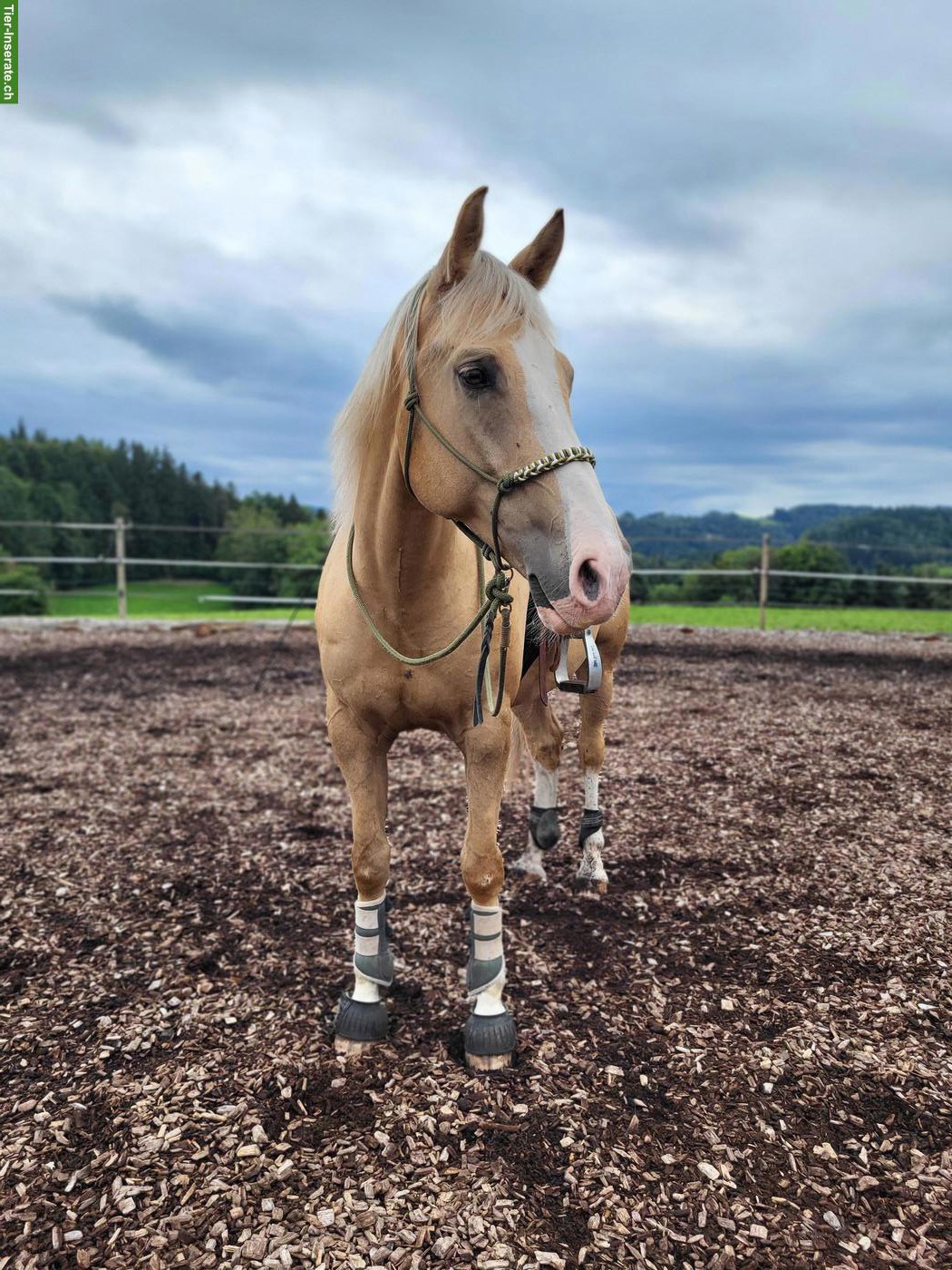 Pflege-/Reitbeteiligung für Warmblut-Mix in Bichelsee TG