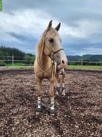 Pflege-/Reitbeteiligung für Warmblut-Mix in Bichelsee TG