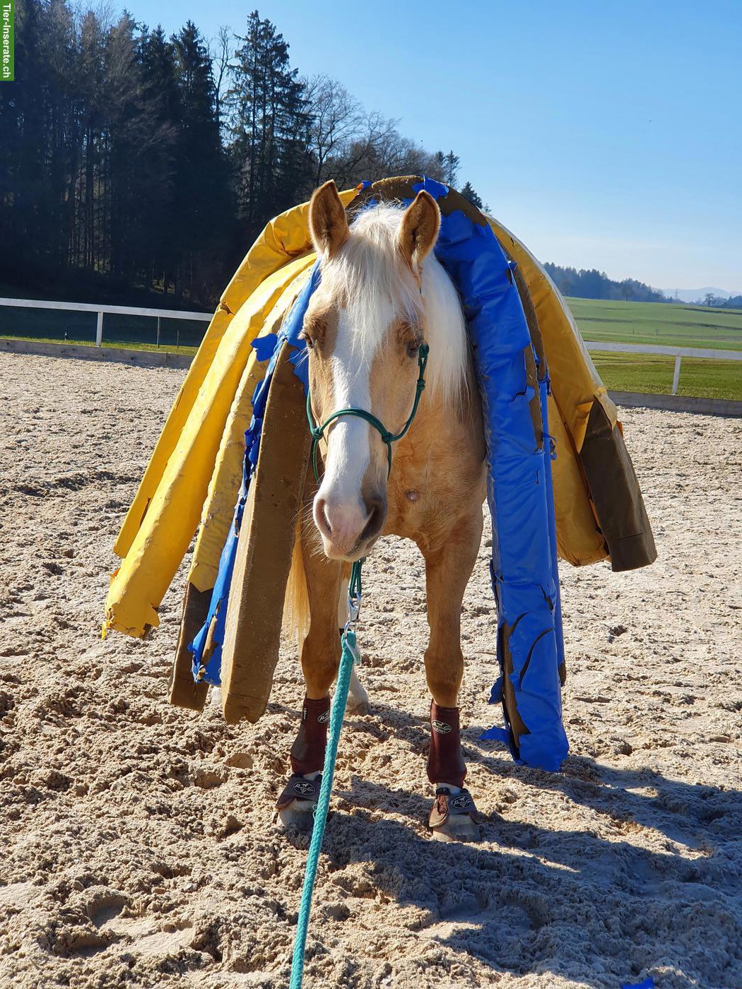 Bild 2: Pflege-/Reitbeteiligung für Warmblut-Mix in Bichelsee TG